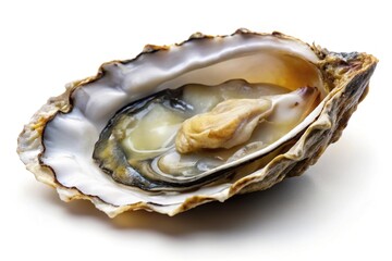 Panoramic view of fresh oysters and seafood on a white background