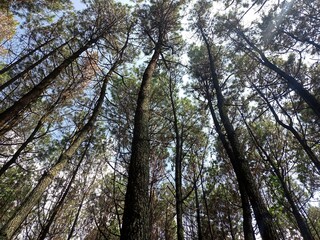 Tall Pines in a Forest Canopy