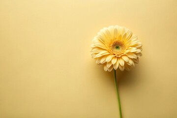 Pastel yellow flower frame background with copy space from high angle view