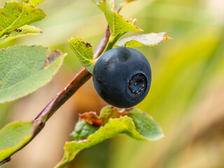 Close-up with fruits of Blueberry or Blueberry myrtle ( Vaccinium myrtillus )