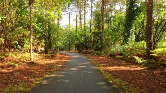 Radweg durch gr&uuml;nen Pinienwald bei gutem Wetter, Natur, Landschaft, Frankreich
