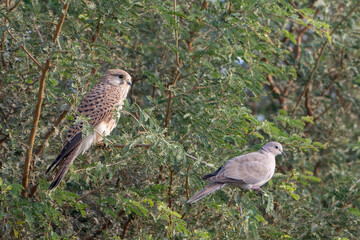 common kestrel or Falco tinnunculus at desert national park in Rajasthan, India