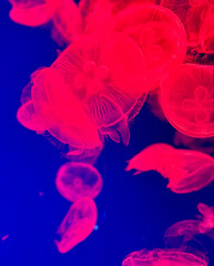 名古屋港水族館 クラゲ