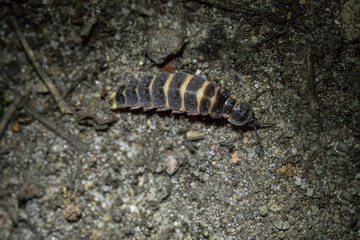 firefly, lampyris, noctiluca, lampyrid, on the ground, bioluminescence, insect, luminous, nocturnal, structure, appearance, luciferin, lampyridae
