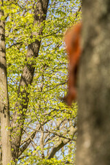 out of focus photo, lost autofocus, blurred photo, object, illustration, problem, SLR camera, photography, technical, phase detection, squirrel, wildlife