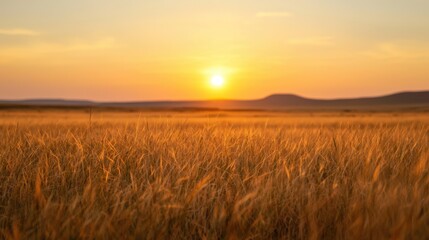Obraz premium A field of tall grass with a sun setting in the background