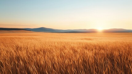 Obraz premium A large field of tall grass with a sun setting in the background