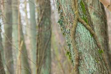 alder, trunk, tree, covered with moss, ivy, hedera helix, alnus, background, texture, forest, wood, bark, moss, trees, tree trunk, woods