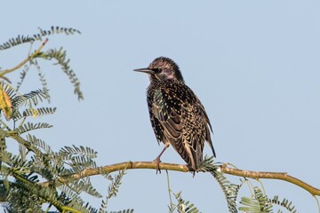 common starling or Sturnus vulgaris at Jorbeer in Rajasthan, India