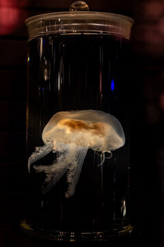 A glowing jellyfish, Paris France
