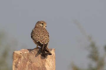 common kestrel or Falco tinnunculus at desert national park in Rajasthan, India