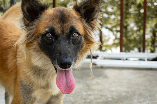 Native dog from the Philippines called aspin