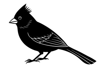 
Cardinal bird vector silhouette, cardinal bird animal black vector icon
