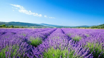 Naklejka premium A vibrant field of lavender in full bloom, stretching out under a clear blue sky. The purple flowers create a beautiful and soothing scene