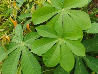 close up of green leaves