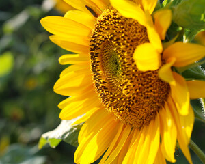 close-up view of petals and the center of sunflower 