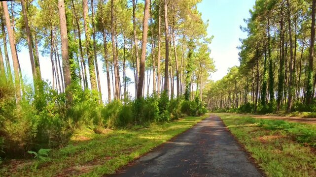 Radweg durch gr&uuml;nen Pinienwald bei gutem Wetter, Natur, Landschaft, Frankreich
