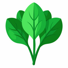 Hand-drawn vector illustration featuring a bunch of fresh spinach leaves
