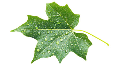 wet green leaf on a transparent background