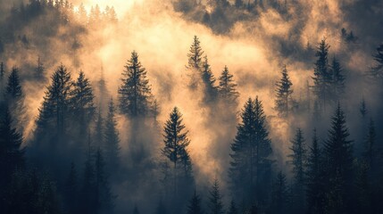 Fototapeta premium Misty forest landscape at dawn with silhouetted trees, creating a serene and mysterious atmosphere. Perfect for nature-themed projects.