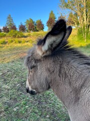 donkey in the field
