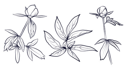 a set of hand-drawn flowers and leaves of the peony vetor