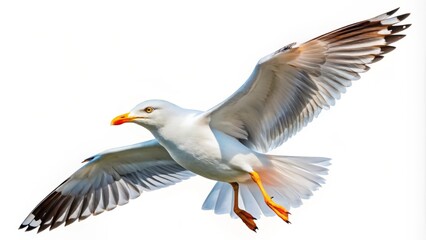 With wings outstretched, a majestic seagull glides effortlessly against a clean white canvas, capturing the spirit and