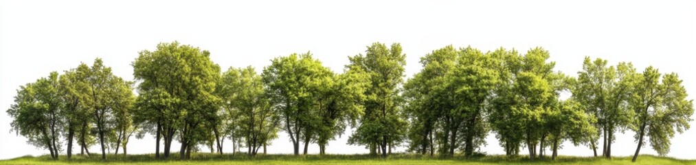 Fototapeta premium A large group of trees in a park, with green leaves against a white background
