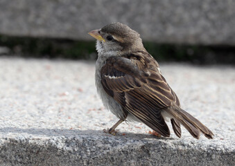 A young house sparrow on the steps of the granite embankment. Soft selective focus.