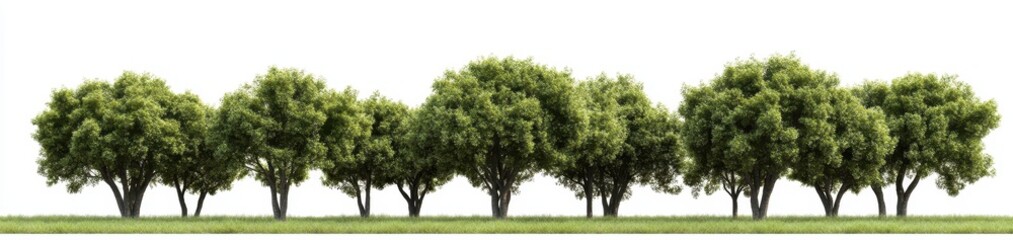 Fototapeta premium A row of lush, green trees in a park setting, against a white background, in a high-resolution, high-quality PNG format with no shadows, sharp focus, and a landscape photography style. 