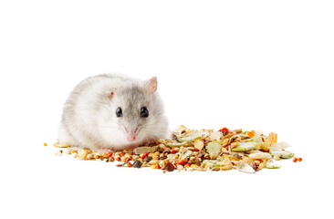 A cute gray hamster enjoying a mix of seeds and grains on a white background