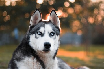 Black and white Siberian Husky with blue eyes