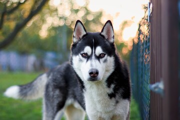 Black and white Siberian Husky with brown eyes