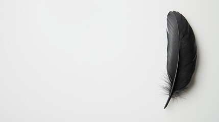 Isolated Black Raven Feather on White Background