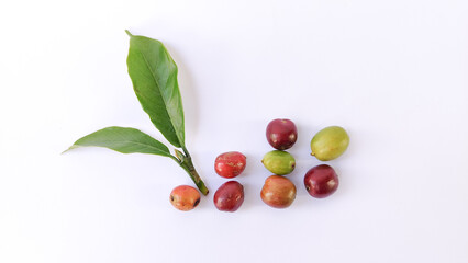 Indonesian Arabica coffee tree, in Curup Bengkulu the most superior coffee