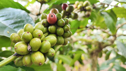 Indonesian Arabica coffee tree, in Curup Bengkulu the most superior coffee