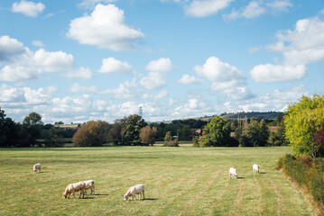 vaches dans un pr&eacute;. &eacute;levage bovin dans un pr&eacute;. troupeau de vaches et de g&eacute;nisses dans un champ en &eacute;t&eacute;. Paysage rural france. Paitre dans un pr&eacute;