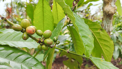 Indonesian Arabica coffee tree, in Curup Bengkulu the most superior coffee