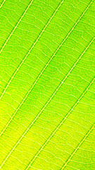 Vibrant Green Leaf Texture Close-Up - Nature, Freshness, Organic Pattern