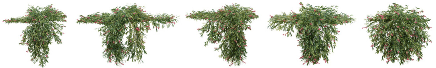 Grevillea poorinda plant, Vine or ivy for decorate wall, pillar and fence with isolated on transparent background. png file, 3d rendering illustration, clip art and cut out © EcoSpace