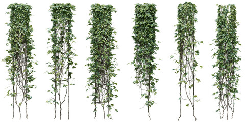 Canary ivy or Madeira ivy plant for decorate wall, pillar and fence with isolated on transparent background. png file, 3d rendering illustration, clip art and cut out