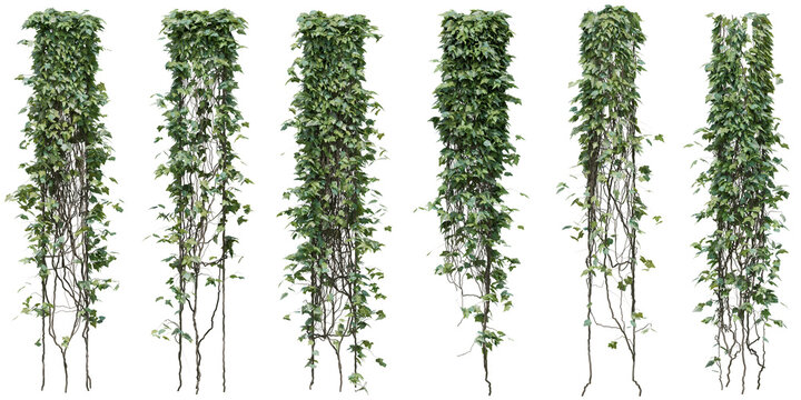 Canary ivy or Madeira ivy plant for decorate wall, pillar and fence with isolated on transparent background. png file, 3d rendering illustration, clip art and cut out