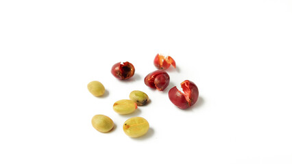 Indonesian Arabica coffee tree, in Curup Bengkulu the most superior coffee