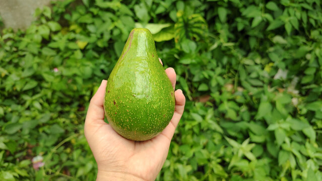 fresh avocado fruit with honey for healthy food, silce avocado moody
