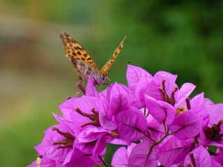 flower butterfly