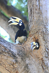 Male and female Oriental pied hornbill are ready to hatch after the breeding season 