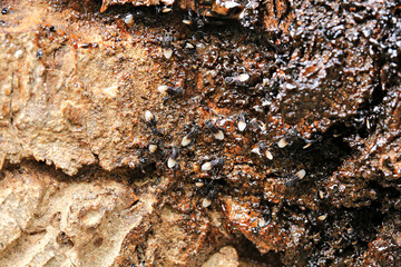Chanrong (Trigona laeviceps) harvesting nectar and pollen build a nest in hollow tree 
