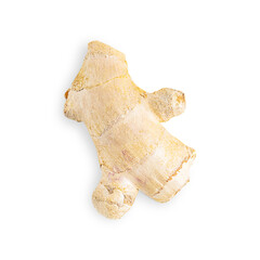 Top view of one fresh raw ripe aromatic ginger root isolated on white background used as healthy...