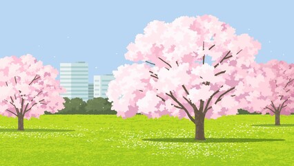 公園の桜 散り始め 背景ビル