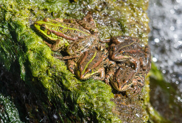 Three frogs are sitting on a green rock.